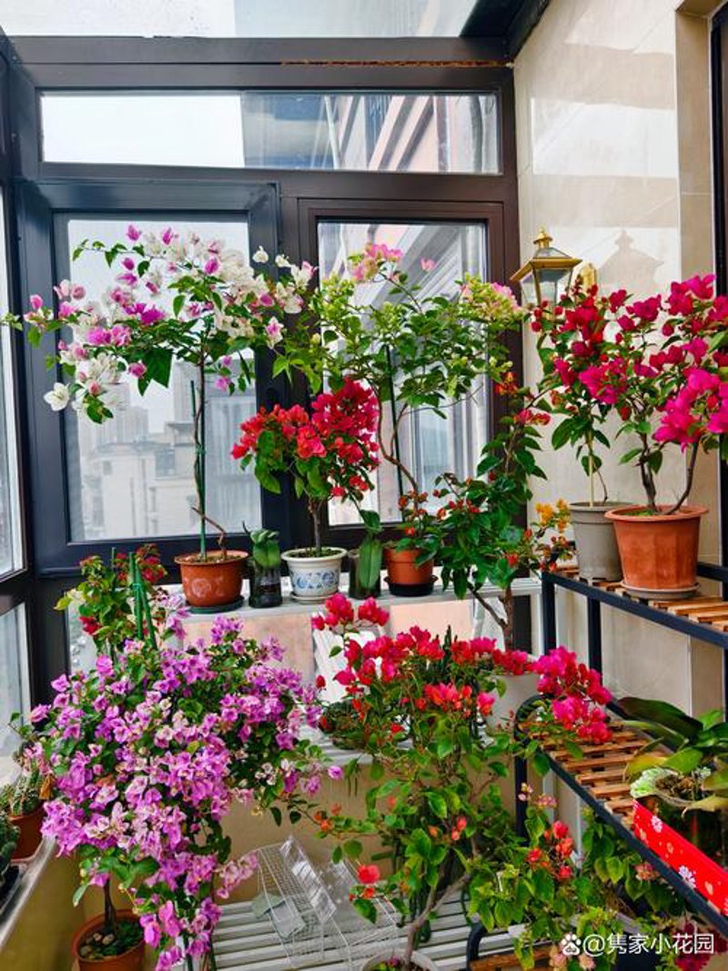 北京花旺